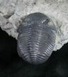 Eldredgeops Trilobite - Silica Shale #9226-2